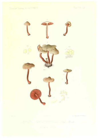 Reproducción/Reproduction 9800832744: Icones mycologicæ, ou Iconographie des champignons de France principalement Discomycetes,. Paris :P. Klincksieck, L. Lhomme, successeur,1905-10.