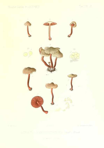 Reproducción/Reproduction 9800832744: Icones mycologicæ, ou Iconographie des champignons de France principalement Discomycetes,. Paris :P. Klincksieck, L. Lhomme, successeur,1905-10.