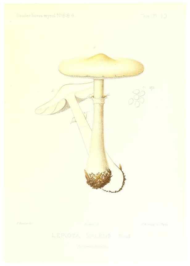 Reproducción/Reproduction 9800897503: Icones mycologicæ, ou Iconographie des champignons de France principalement Discomycetes,. Paris :P. Klincksieck, L. Lhomme, successeur,1905-10.