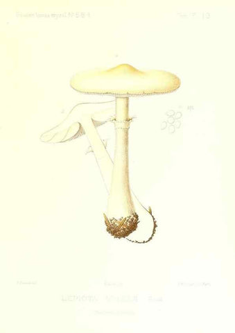 Reproducción/Reproduction 9800897503: Icones mycologicæ, ou Iconographie des champignons de France principalement Discomycetes,. Paris :P. Klincksieck, L. Lhomme, successeur,1905-10.