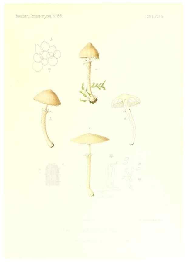 Reproducción/Reproduction 9800845216: Icones mycologicæ, ou Iconographie des champignons de France principalement Discomycetes,. Paris :P. Klincksieck, L. Lhomme, successeur,1905-10.