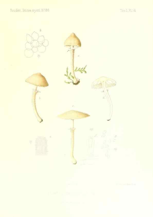 Reproducción/Reproduction 9800845216: Icones mycologicæ, ou Iconographie des champignons de France principalement Discomycetes,. Paris :P. Klincksieck, L. Lhomme, successeur,1905-10.