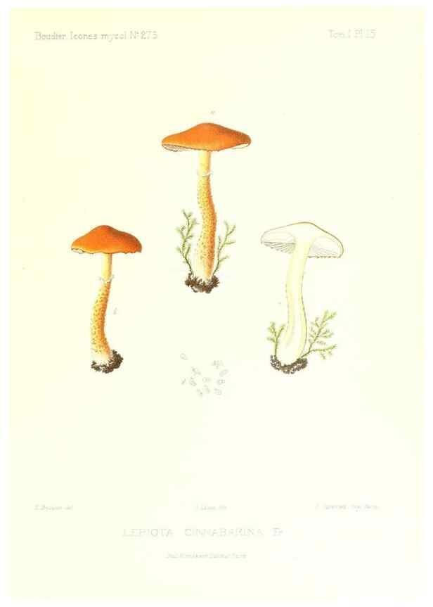 Reproducción/Reproduction 9800839694: Icones mycologicæ, ou Iconographie des champignons de France principalement Discomycetes,. Paris :P. Klincksieck, L. Lhomme, successeur,1905-10.