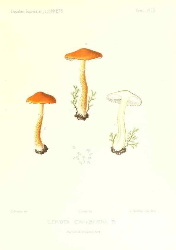 Reproducción/Reproduction 9800839694: Icones mycologicæ, ou Iconographie des champignons de France principalement Discomycetes,. Paris :P. Klincksieck, L. Lhomme, successeur,1905-10.