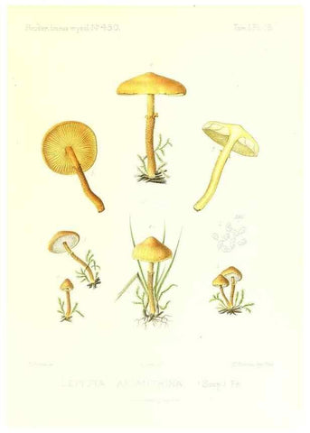 Reproducción/Reproduction 9800842094: Icones mycologicæ, ou Iconographie des champignons de France principalement Discomycetes,. Paris :P. Klincksieck, L. Lhomme, successeur,1905-10.