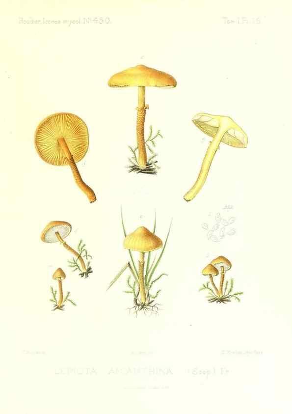 Reproducción/Reproduction 9800842094: Icones mycologicæ, ou Iconographie des champignons de France principalement Discomycetes,. Paris :P. Klincksieck, L. Lhomme, successeur,1905-10.