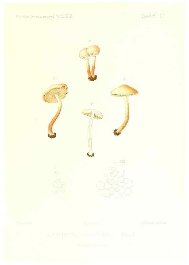 Reproducción/Reproduction 9800822445: Icones mycologicæ, ou Iconographie des champignons de France principalement Discomycetes,. Paris :P. Klincksieck, L. Lhomme, successeur,1905-10.