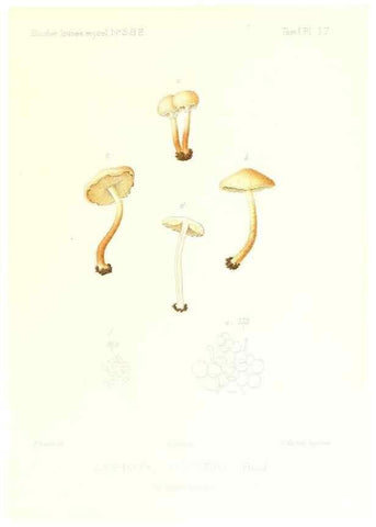 Reproducción/Reproduction 9800822445: Icones mycologicæ, ou Iconographie des champignons de France principalement Discomycetes,. Paris :P. Klincksieck, L. Lhomme, successeur,1905-10.