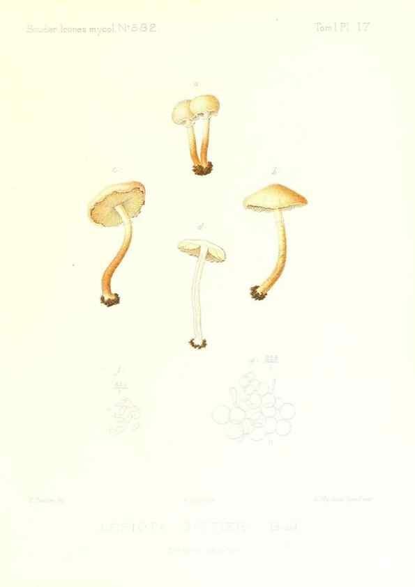 Reproducción/Reproduction 9800822445: Icones mycologicæ, ou Iconographie des champignons de France principalement Discomycetes,. Paris :P. Klincksieck, L. Lhomme, successeur,1905-10.