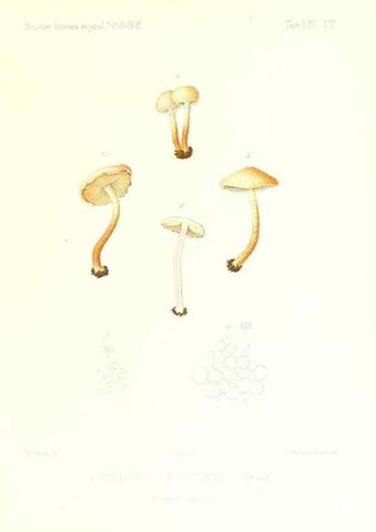 Reproducción/Reproduction 9800822445: Icones mycologicæ, ou Iconographie des champignons de France principalement Discomycetes,. Paris :P. Klincksieck, L. Lhomme, successeur,1905-10.