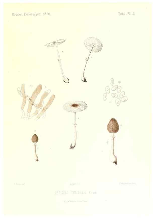 Reproducción/Reproduction 9800854536: Icones mycologicæ, ou Iconographie des champignons de France principalement Discomycetes,. Paris :P. Klincksieck, L. Lhomme, successeur,1905-10.