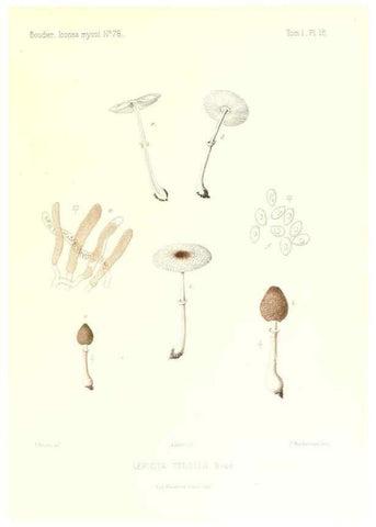Reproducción/Reproduction 9800854536: Icones mycologicæ, ou Iconographie des champignons de France principalement Discomycetes,. Paris :P. Klincksieck, L. Lhomme, successeur,1905-10.