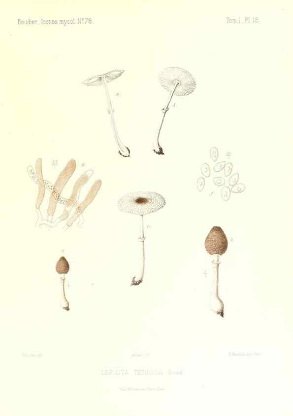 Reproducción/Reproduction 9800854536: Icones mycologicæ, ou Iconographie des champignons de France principalement Discomycetes,. Paris :P. Klincksieck, L. Lhomme, successeur,1905-10.