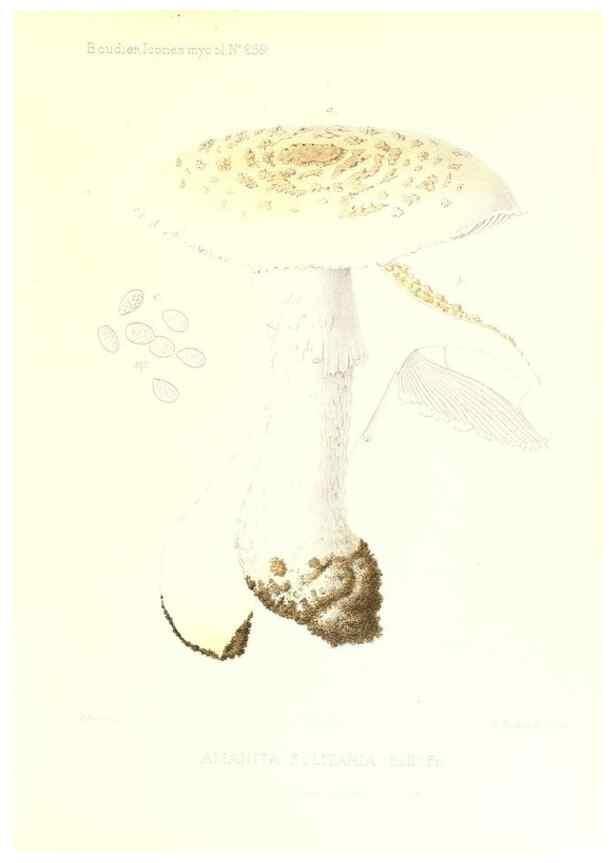 Reproducción/Reproduction 9800869593: Icones mycologicæ, ou Iconographie des champignons de France principalement Discomycetes,. Paris :P. Klincksieck, L. Lhomme, successeur,1905-10.