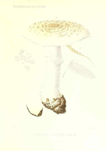 Reproducción/Reproduction 9800869593: Icones mycologicæ, ou Iconographie des champignons de France principalement Discomycetes,. Paris :P. Klincksieck, L. Lhomme, successeur,1905-10.