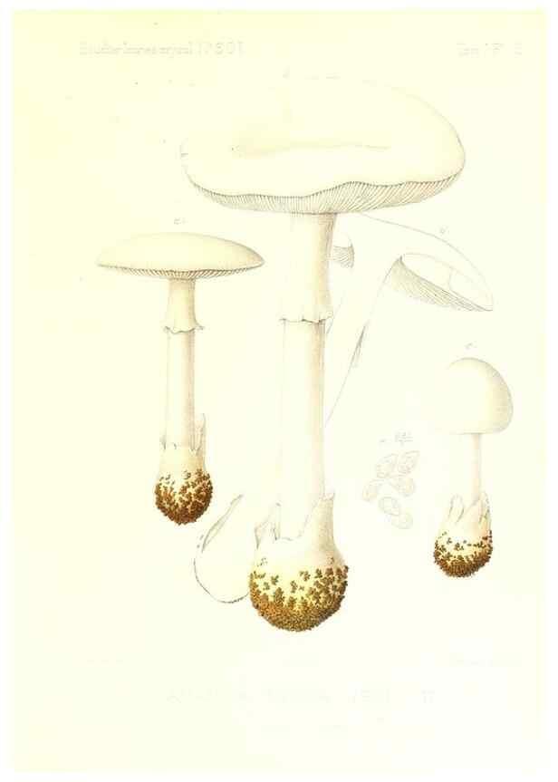 Reproducción/Reproduction 9800783345: Icones mycologicæ, ou Iconographie des champignons de France principalement Discomycetes,. Paris :P. Klincksieck, L. Lhomme, successeur,1905-10.
