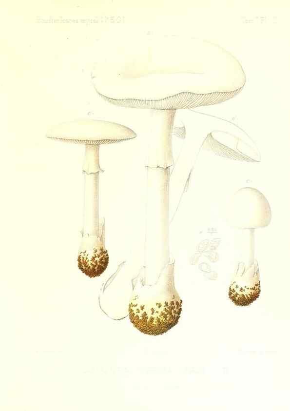 Reproducción/Reproduction 9800783345: Icones mycologicæ, ou Iconographie des champignons de France principalement Discomycetes,. Paris :P. Klincksieck, L. Lhomme, successeur,1905-10.