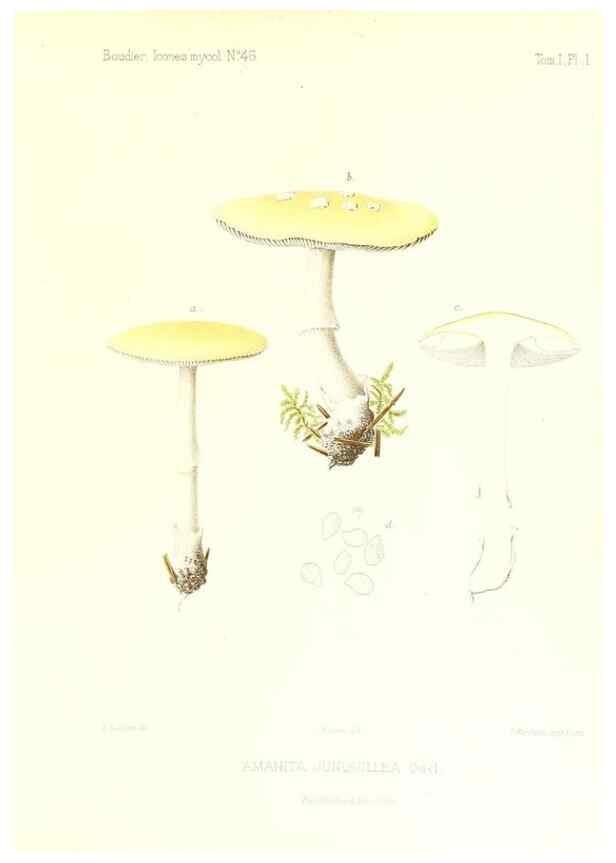 Reproducción/Reproduction 9800865443: Icones mycologicæ, ou Iconographie des champignons de France principalement Discomycetes,. Paris :P. Klincksieck, L. Lhomme, successeur,1905-10.