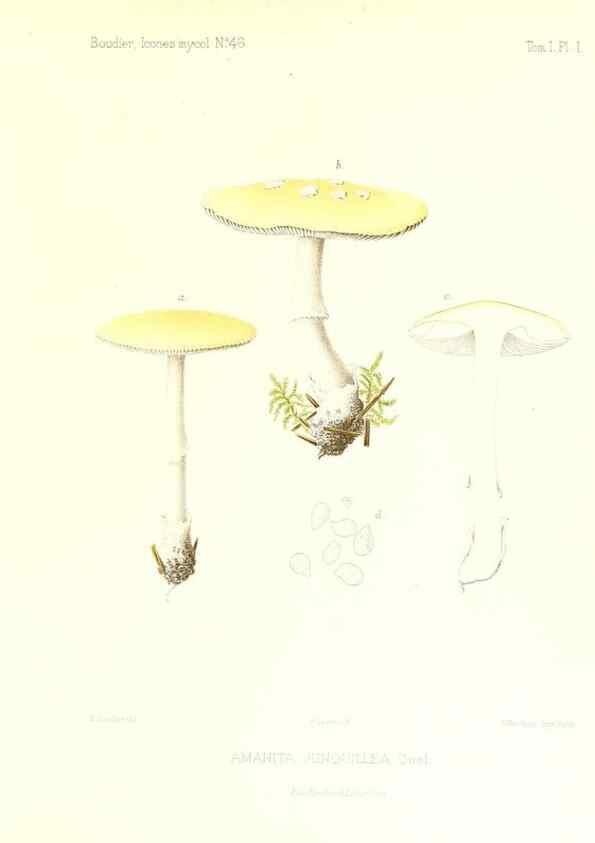 Reproducción/Reproduction 9800865443: Icones mycologicæ, ou Iconographie des champignons de France principalement Discomycetes,. Paris :P. Klincksieck, L. Lhomme, successeur,1905-10.