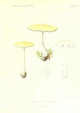 Reproducción/Reproduction 9800865443: Icones mycologicæ, ou Iconographie des champignons de France principalement Discomycetes,. Paris :P. Klincksieck, L. Lhomme, successeur,1905-10.