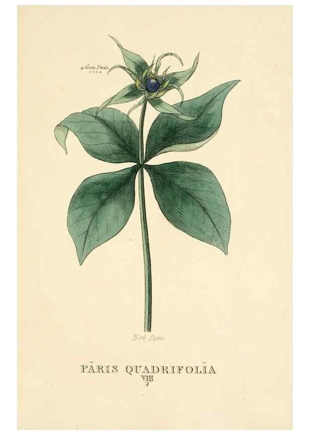 Reproducción/Reproduction 9787543362: Elements of the science of botany,. London,Printed by T. Bensley for J. Murray.1812.