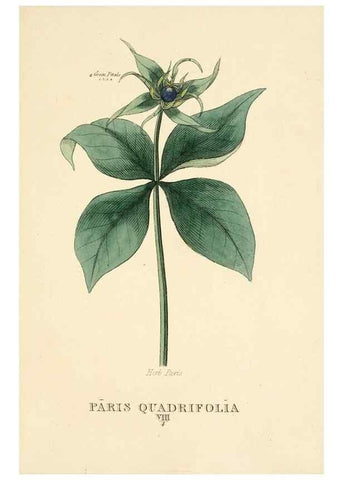 Reproducción/Reproduction 9787543362: Elements of the science of botany,. London,Printed by T. Bensley for J. Murray.1812.