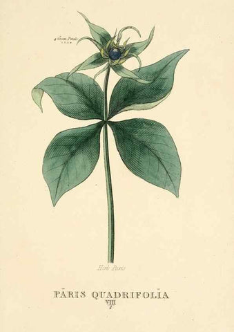 Reproducción/Reproduction 9787543362: Elements of the science of botany,. London,Printed by T. Bensley for J. Murray.1812.