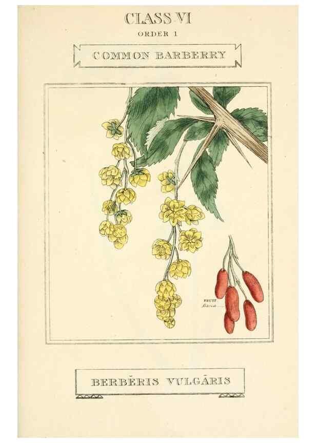 Reproducción/Reproduction 9787695104: Elements of the science of botany,. London,Printed by T. Bensley for J. Murray.1812.