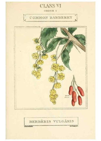 Reproducción/Reproduction 9787695104: Elements of the science of botany,. London,Printed by T. Bensley for J. Murray.1812.