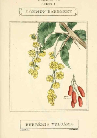Reproducción/Reproduction 9787695104: Elements of the science of botany,. London,Printed by T. Bensley for J. Murray.1812.