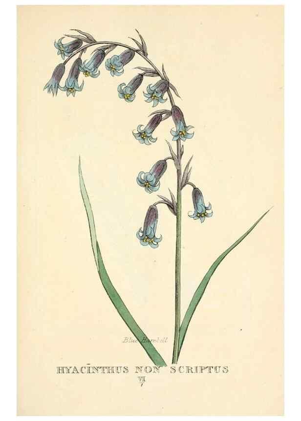 Reproducción/Reproduction 9787768603: Elements of the science of botany,. London,Printed by T. Bensley for J. Murray.1812.