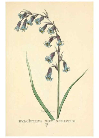 Reproducción/Reproduction 9787768603: Elements of the science of botany,. London,Printed by T. Bensley for J. Murray.1812.