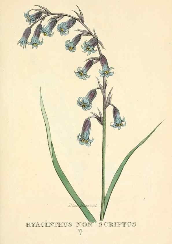 Reproducción/Reproduction 9787768603: Elements of the science of botany,. London,Printed by T. Bensley for J. Murray.1812.