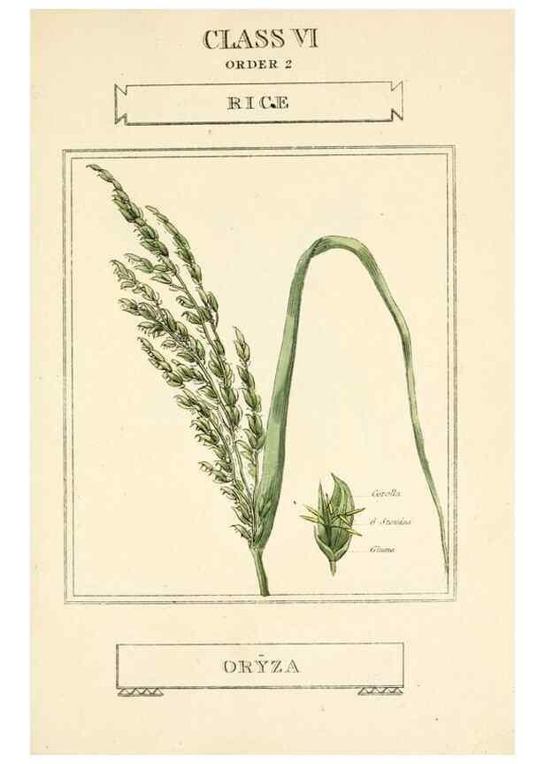 Reproducción/Reproduction 9787700064: Elements of the science of botany,. London,Printed by T. Bensley for J. Murray.1812.