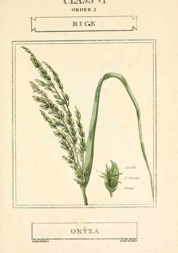 Reproducción/Reproduction 9787700064: Elements of the science of botany,. London,Printed by T. Bensley for J. Murray.1812.