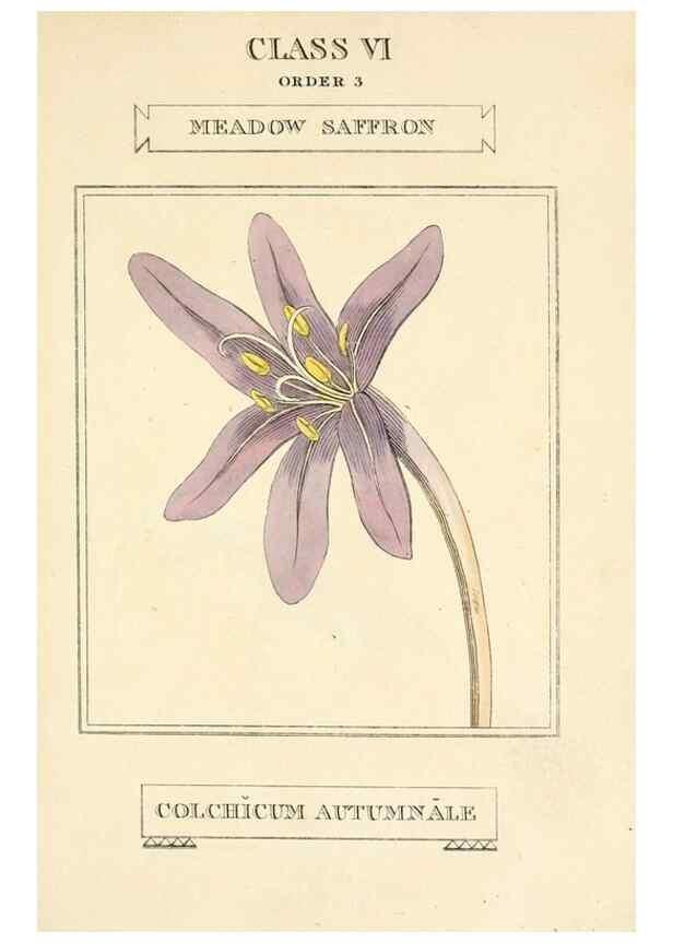Reproducción/Reproduction 9787508032: Elements of the science of botany,. London,Printed by T. Bensley for J. Murray.1812.