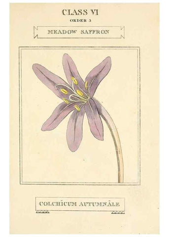 Reproducción/Reproduction 9787508032: Elements of the science of botany,. London,Printed by T. Bensley for J. Murray.1812.