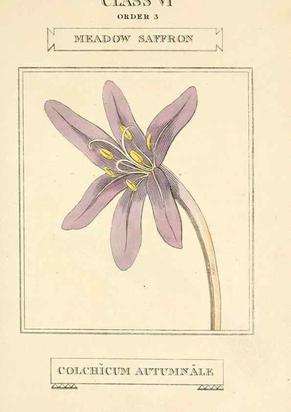 Reproducción/Reproduction 9787508032: Elements of the science of botany,. London,Printed by T. Bensley for J. Murray.1812.