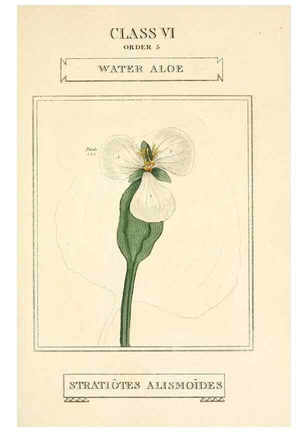Reproducción/Reproduction 9787719026: Elements of the science of botany,. London,Printed by T. Bensley for J. Murray.1812.