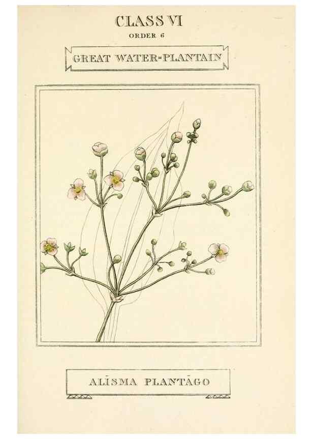 Reproducción/Reproduction 9787721816: Elements of the science of botany,. London,Printed by T. Bensley for J. Murray.1812.