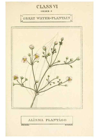 Reproducción/Reproduction 9787721816: Elements of the science of botany,. London,Printed by T. Bensley for J. Murray.1812.