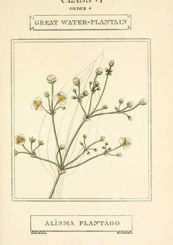 Reproducción/Reproduction 9787721816: Elements of the science of botany,. London,Printed by T. Bensley for J. Murray.1812.