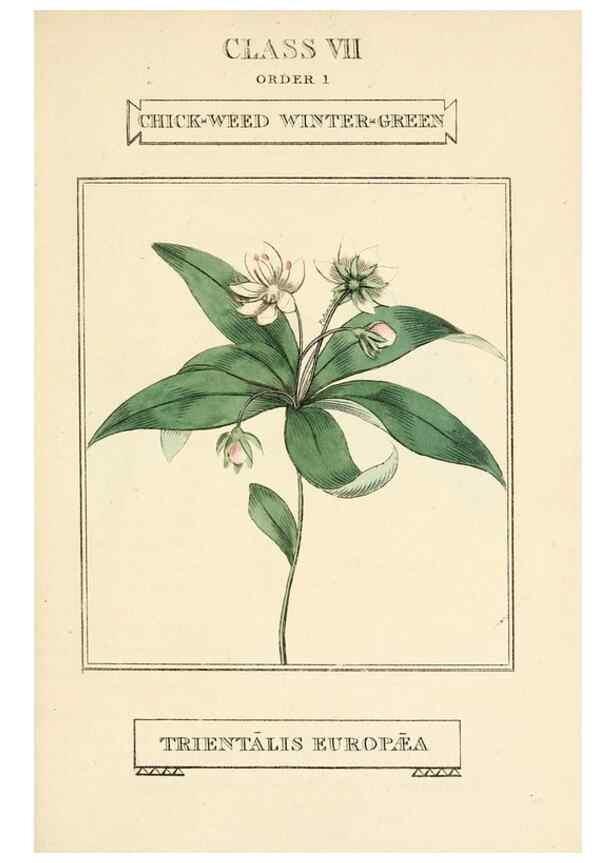 Reproducción/Reproduction 9787508341: Elements of the science of botany,. London,Printed by T. Bensley for J. Murray.1812.