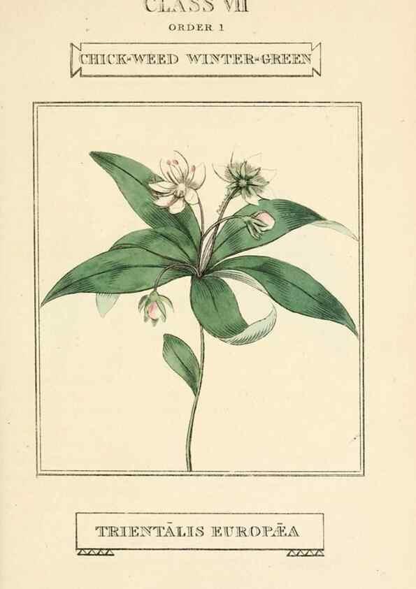 Reproducción/Reproduction 9787508341: Elements of the science of botany,. London,Printed by T. Bensley for J. Murray.1812.