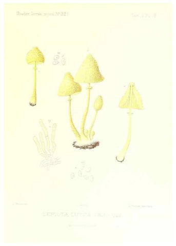 Reproducción/Reproduction 9800911323: Icones mycologicæ, ou Iconographie des champignons de France principalement Discomycetes,. Paris :P. Klincksieck, L. Lhomme, successeur,1905-10.