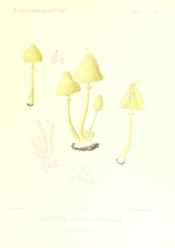 Reproducción/Reproduction 9800911323: Icones mycologicæ, ou Iconographie des champignons de France principalement Discomycetes,. Paris :P. Klincksieck, L. Lhomme, successeur,1905-10.