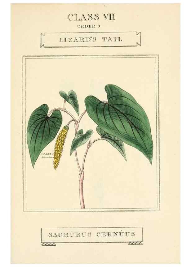 Reproducción/Reproduction 9787715964: Elements of the science of botany,. London,Printed by T. Bensley for J. Murray.1812.