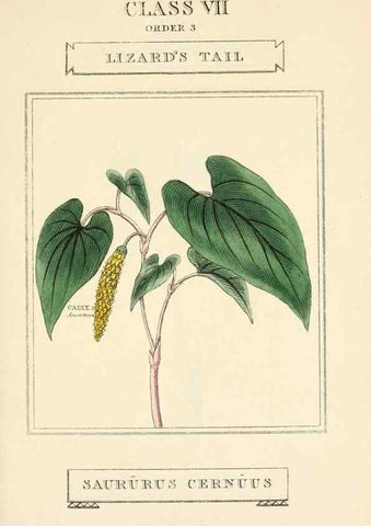 Reproducción/Reproduction 9787715964: Elements of the science of botany,. London,Printed by T. Bensley for J. Murray.1812.