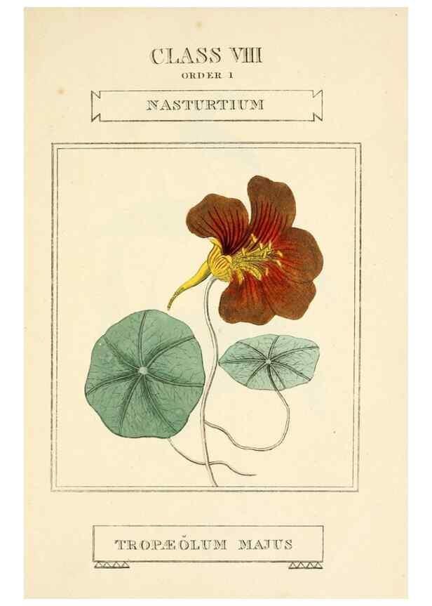 Reproducción/Reproduction 9787706595: Elements of the science of botany,. London,Printed by T. Bensley for J. Murray.1812.