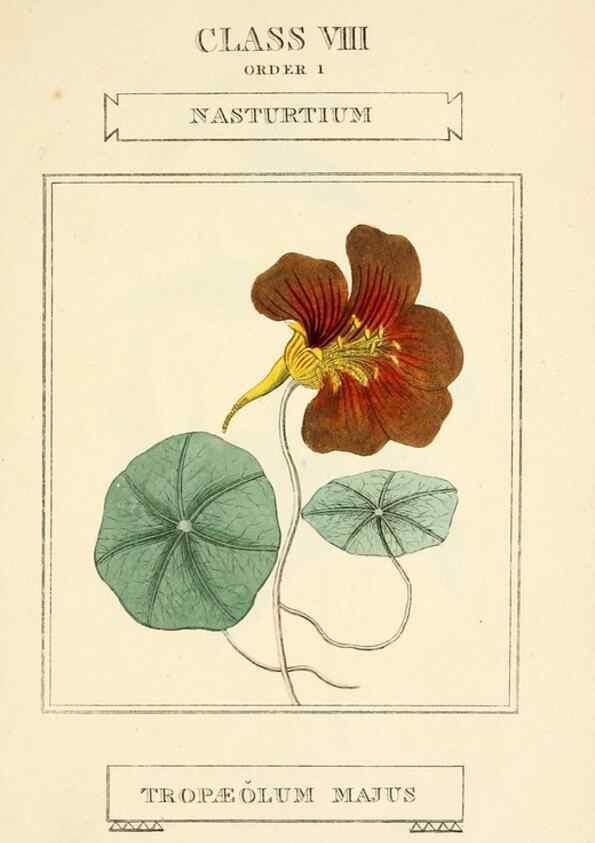 Reproducción/Reproduction 9787706595: Elements of the science of botany,. London,Printed by T. Bensley for J. Murray.1812.